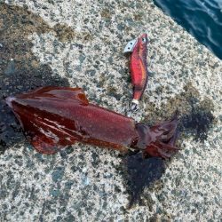 デイゲームケンサキ