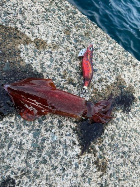 デイゲームケンサキ