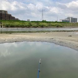 意外と大きいハゼも