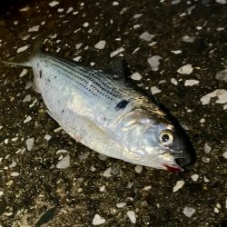 コノシロの群れで大遊び