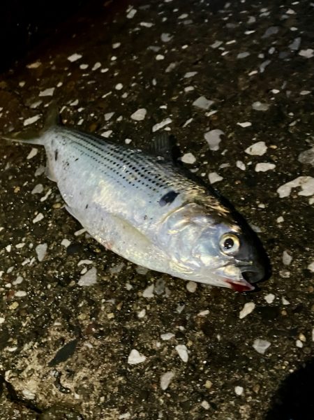 コノシロの群れで大遊び