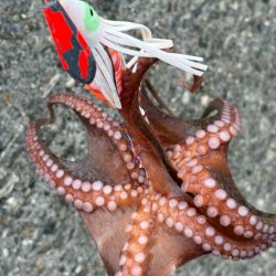 雨☔の合間にオクトパッシング🐙