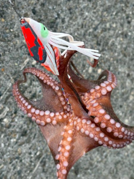 雨☔の合間にオクトパッシング…