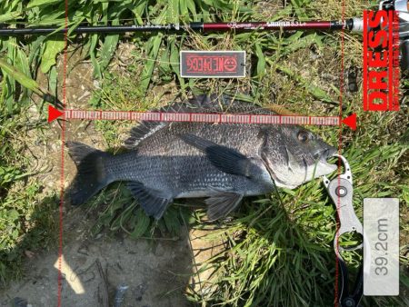 巷で話題のあのワームでチニング検証！