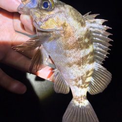 久しぶりのメバリング