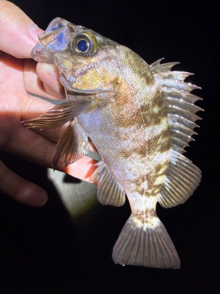 久しぶりのメバリング