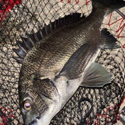 ヘチってきました