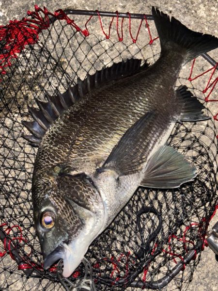 ヘチってきました