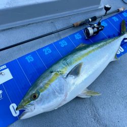 6月滑り込みのブリ！