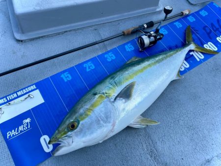 6月滑り込みのブリ！