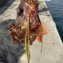 ロックフィッシュと戯れて