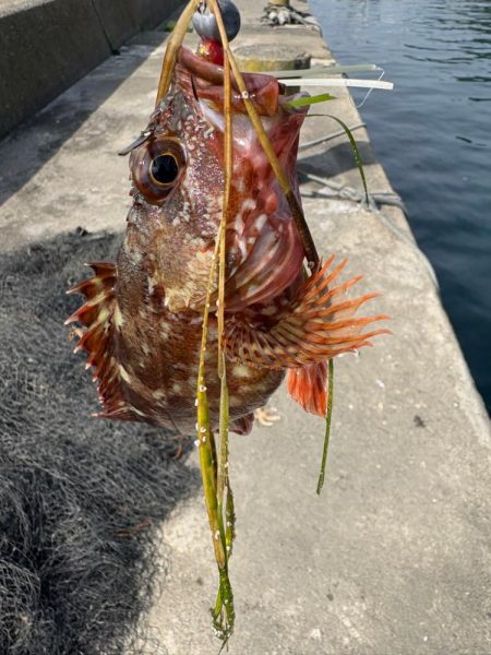 ロックフィッシュと戯れて