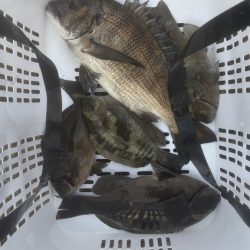 梅雨目前のグレ釣り