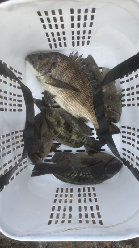 梅雨目前のグレ釣り