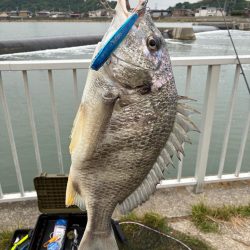 誰か姫路で青物釣れてます?