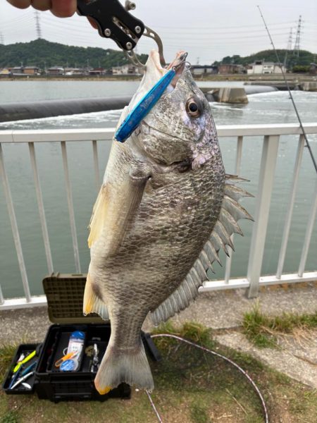 誰か姫路で青物釣れてます？