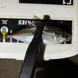 テクニカル豆アジング