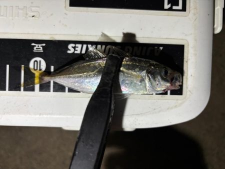 テクニカル豆アジング