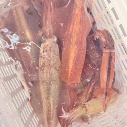 ケンサキイカ/イカメタル・オモリグ