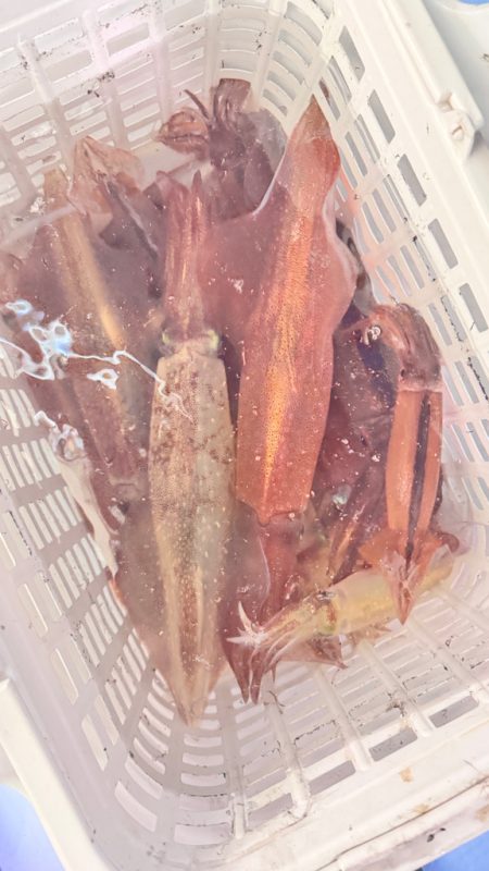 ケンサキイカ/イカメタル・オモリグ