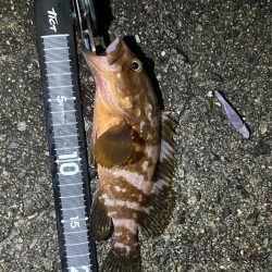 久しぶりのアコウ