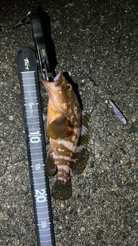 久しぶりのアコウ