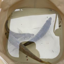 アジ安定してきました