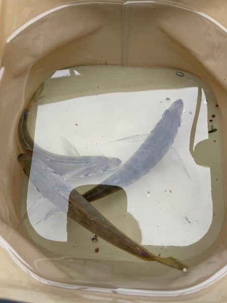 アジ安定してきました