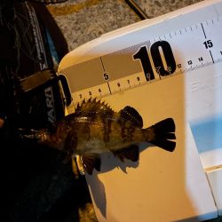 今日はアジつれた