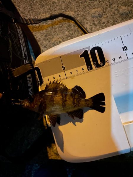 今日はアジつれた