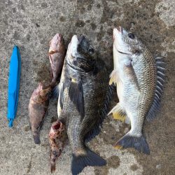 チヌの引き強くて楽しめました!