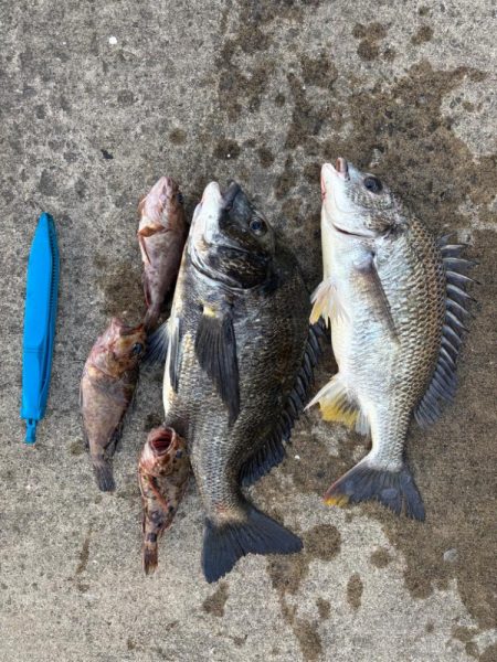 チヌの引き強くて楽しめました！