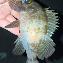 梅雨メバリング数釣り