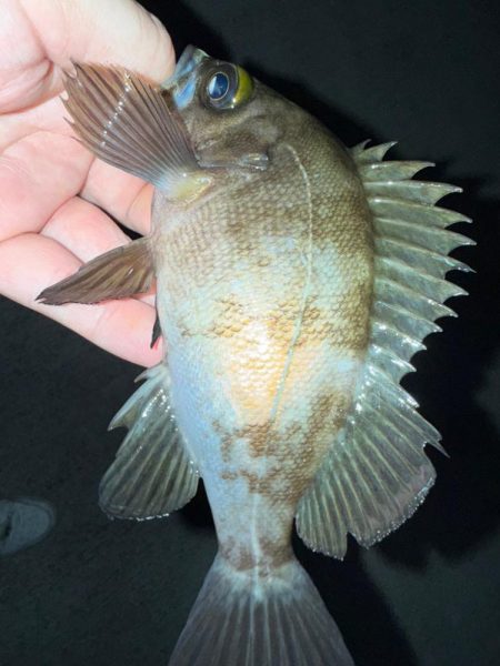 梅雨メバリング数釣り