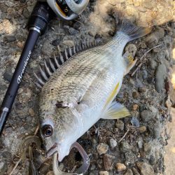 チニング〜デイandナイト