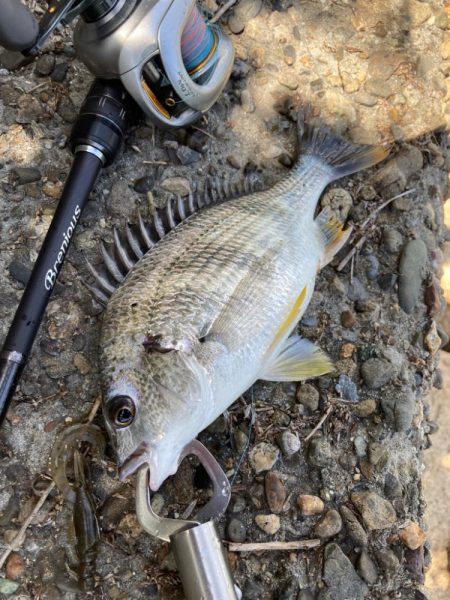 チニング〜デイandナイト