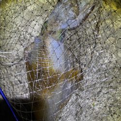 エギング　渋くても釣果あり