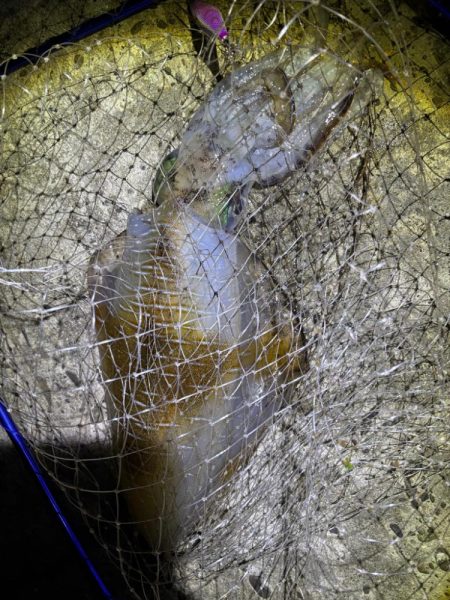 エギング　渋くても釣果あり