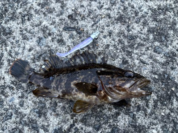 シーバスフィッシング