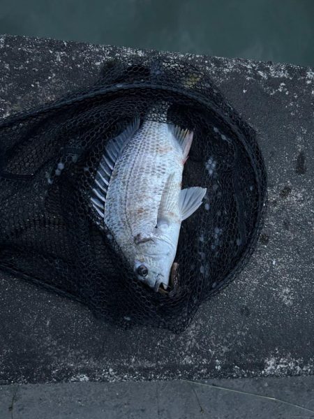 仕事終わりチニング