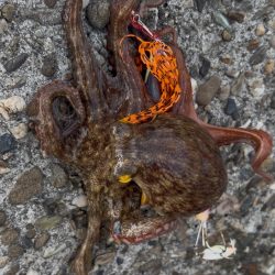 湾奥TAKO入ってきましたね🐙