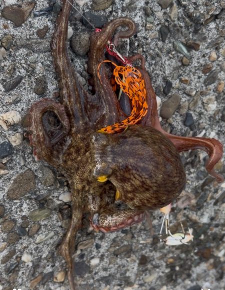 湾奥TAKO入ってきましたねὁ…