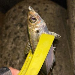 アジカサゴタコ