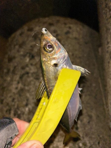 アジカサゴタコ