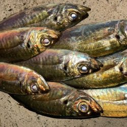 マズメアジング