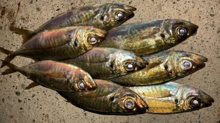 マズメアジング