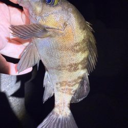 2夜連続メバリング