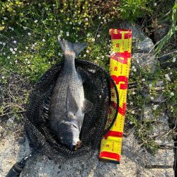 今日もチニング