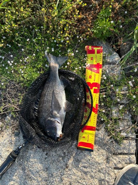 今日もチニング