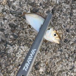 姫路アジ好調です。